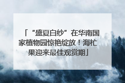 “盛夏白纱”在华南国家植物园惊艳绽放！海杧果迎来最佳观赏期