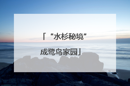 “水杉秘境”成鹭鸟家园