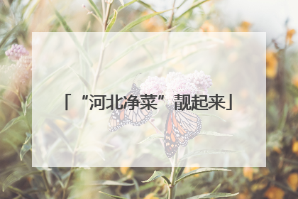 “河北净菜”靓起来
