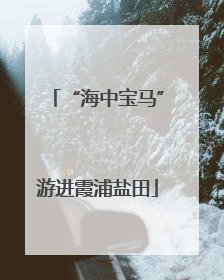 “海中宝马”游进霞浦盐田
