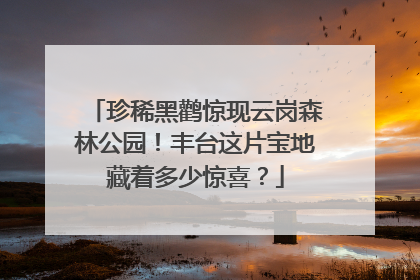 珍稀黑鹳惊现云岗森林公园！丰台这片宝地藏着多少惊喜？