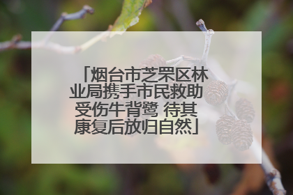 烟台市芝罘区林业局携手市民救助受伤牛背鹭 待其康复后放归自然