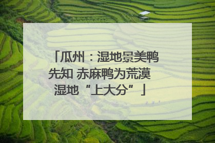 瓜州：湿地景美鸭先知 赤麻鸭为荒漠湿地“上大分”