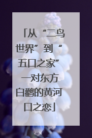 从“二鸟世界”到“五口之家” 一对东方白鹳的黄河口之恋