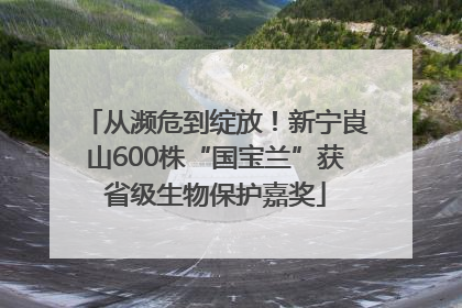从濒危到绽放！新宁崀山600株“国宝兰”获省级生物保护嘉奖