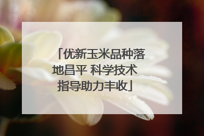 优新玉米品种落地昌平 科学技术指导助力丰收