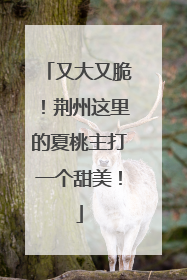又大又脆！荆州这里的夏桃主打一个甜美！