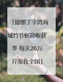 即墨丁字湾海域竹节虾迎收获季 每天20万斤发往全国