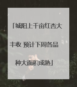 城阳上千亩红杏大丰收 预计下周各品种大面积成熟