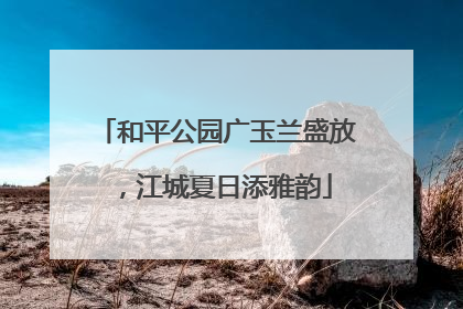 和平公园广玉兰盛放，江城夏日添雅韵