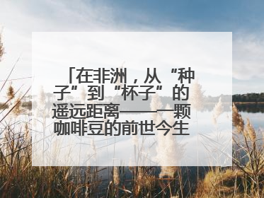 在非洲，从“种子”到“杯子”的遥远距离——一颗咖啡豆的前世今生（三）