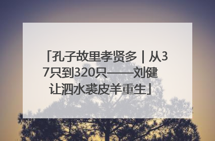 孔子故里孝贤多｜从37只到320只——刘健让泗水裘皮羊重生