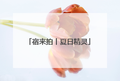 宿来拍丨夏日精灵