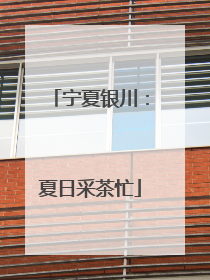 宁夏银川：夏日采茶忙