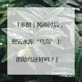 多图｜风雨过后，密云水库“鸟岛”上的幼鸟还好吗？