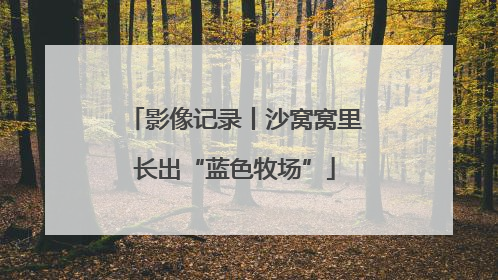 影像记录丨沙窝窝里长出“蓝色牧场”
