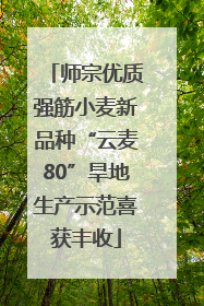 师宗优质强筋小麦新品种“云麦80”旱地生产示范喜获丰收