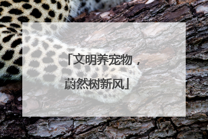 文明养宠物,蔚然树新风