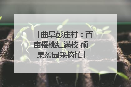 曲阜彭庄村：百亩樱桃红满枝 硕果盈园采摘忙
