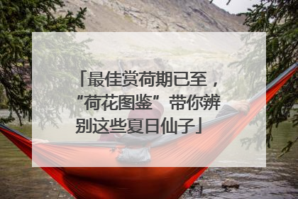 最佳赏荷期已至，“荷花图鉴”带你辨别这些夏日仙子