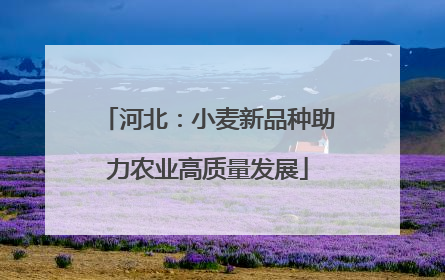 河北：小麦新品种助力农业高质量发展