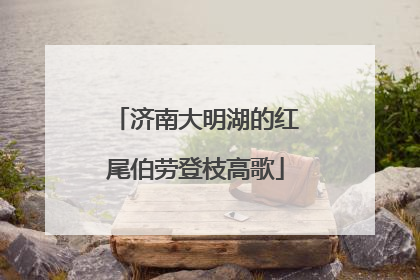济南大明湖的红尾伯劳登枝高歌