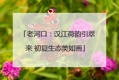 老河口：汉江荷韵引翠来 初夏生态美如画