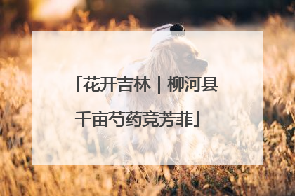 花开吉林｜柳河县千亩芍药竞芳菲