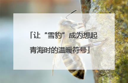让“雪豹”成为想起青海时的温暖符号