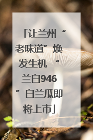 让兰州“老味道”焕发生机 “兰白946”白兰瓜即将上市