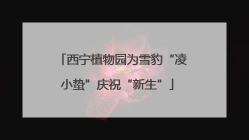 西宁植物园为雪豹“凌小蛰”庆祝“新生”