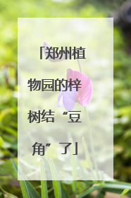 郑州植物园的梓树结“豆角”了