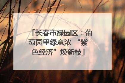 长春市绿园区：葡萄园里绿意浓 “紫色经济”焕新枝