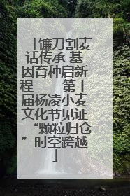 镰刀割麦话传承 基因育种启新程——第十届杨凌小麦文化节见证“颗粒归仓”时空跨越