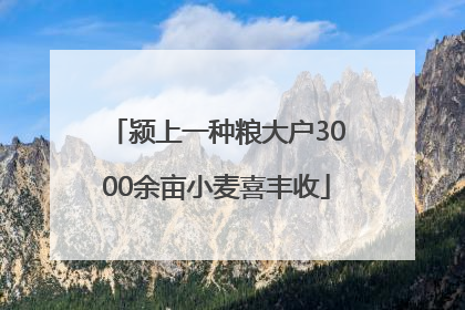 颍上一种粮大户3000余亩小麦喜丰收