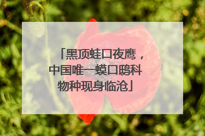 黑顶蛙口夜鹰，中国唯一蟆口鸱科物种现身临沧