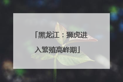 黑龙江：狮虎进入繁殖高峰期